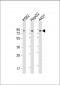 GOLGA5 Antibody